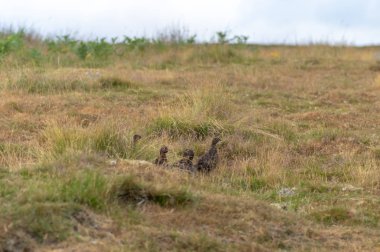 Kırmızı orman tavuğu (Lagopus lagopus) moorland üzerinde. Covey oyun kamufle North Yorkshire Moors, İngiltere, İngiltere'de üzerinde kuş
