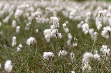 Islak çayırda ortak cottongrass (Eriophorum angustifolium). Saz ile beyaz pamuk benzeri iplik Pamuk yün görünümü veren aile Papirüsgiller,