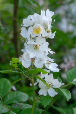 Multiflora rose (Rosa multiflora) in flower. Plant native to Asia growing as a garden escape in countryside in UK, aka Japanese and many-flowered rose clipart