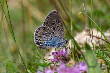 Large blue (Maculinea arion) nectaring. Butterfly, once extinct in the UK, in the family Lycaenidae feeding on wild thyme (Thymus polytrichus) clipart