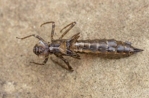 南方小贩 Aeshna Exuvia 在蜻蜓 Aeshnidae 雌性昆虫的幼虫皮脱落 — 图库照片