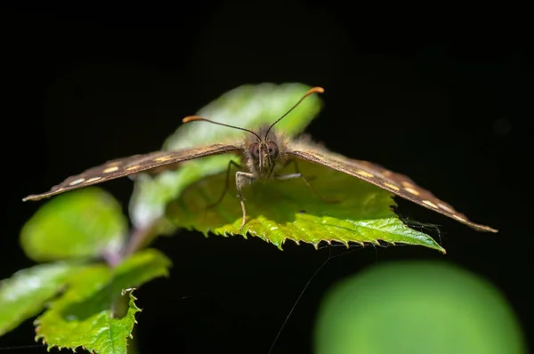 Okáč Pýrový Pararge Aegeria Hlavou Lesní Motýl Čeledi Nymphalidae Klidu — Stock fotografie