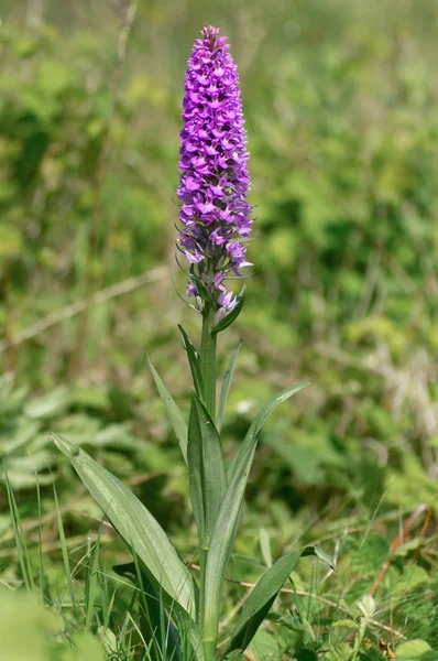 Южная Болотная Орхидея Dactylorhiza Praetermissa Растение Цвету Растение Семье Orchidaceae — стоковое фото