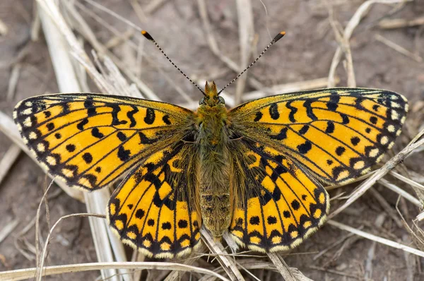 Küçük Inci Sınır Fritillary Boloria Selene Yakası Geri Kalan Gösteren — Stok fotoğraf