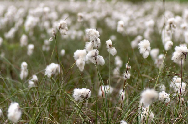 Veenpluis Eriophorum Angustifolium Natte Weide Zegge Familie Cyperaceae Met Witte — Stockfoto