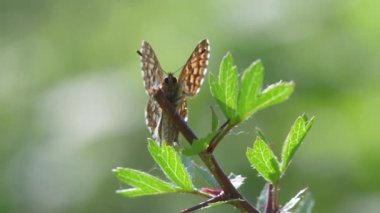 Burgonya Dükü fritillary kelebek bitki örtüsü üzerinde tünemiş. Erkek böcek Riodinidae, ailesindeki tünemiş yaprağına