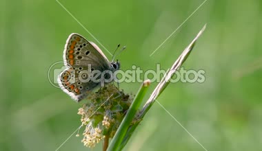 Argus (Aricia agestis) gösteren alt kanatlar kahverengi. İngiliz bir çayırda istirahat Lycaenidae, ailesindeki hassas kahverengi kelebek