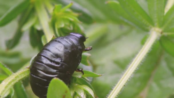 血腥鼻甲虫 Timarcha Tenebricosa 甲虫在家庭叶甲科中的幼虫阶段 Bedstraw Galium — 图库视频影像