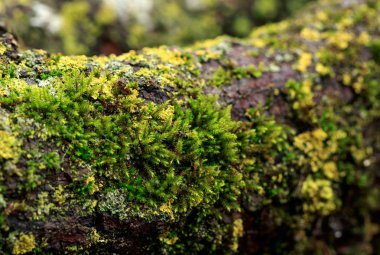 Ağaçların dalları moss, mantar bahar ormandaki ile kaplıdır. Makro