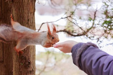Sincap fındık kızın elinden alır. Kislovodsk, Rusya Federasyonu