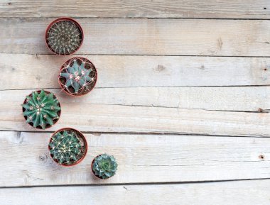 Succulents, kaktüsler üzerinde ışık gri bir ahşap arka plan, nakli, bahçıvanlık, hobi
