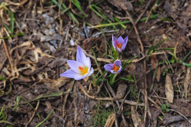Bahar sırasında güzel bitkisi çiçeği üzerinde Mount Mashuk, Stavropol bölge, Rusya Federasyonu