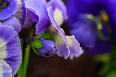 Viola cornuta, püsküllü hercai menekşe. Menekşe renkli çiçekler