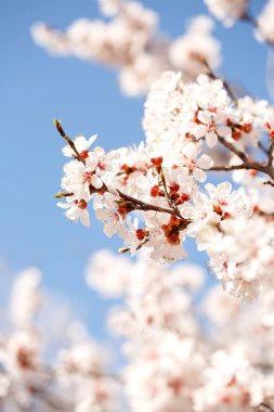 Bahar, ağaçlarının çiçeklenme. Kayısı. Bahar çiçekleri. Güneş ışığı 