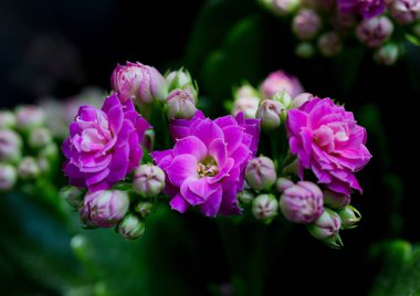 Violet flowers of Kalanchoe. Macro clipart