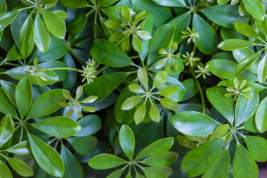 Şemsiye (Schefflera actinophylla) süs bitkileri cüce