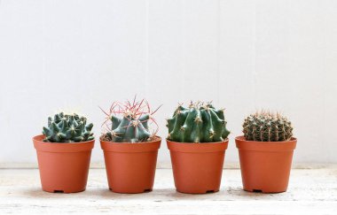 Succulents, kaktüsler üzerinde ışık gri bir ahşap arka plan, nakli, bahçıvanlık, hobi