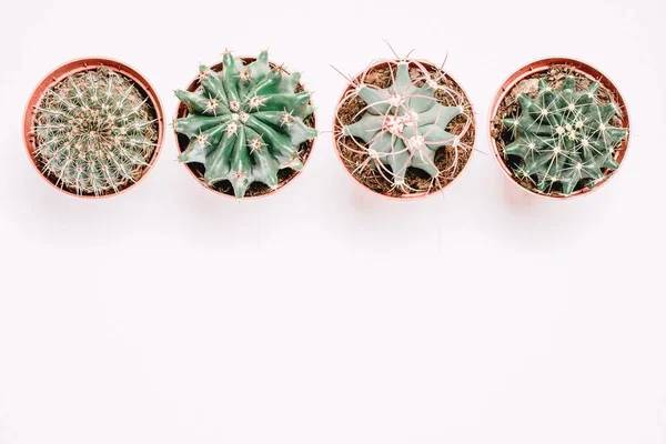 Négy Edényeket Kaktuszok Állni Egy Sorban Egy Fehér Háttér — Stock Fotó