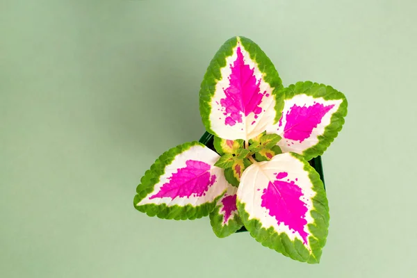 Green pink koleus on a green background. View from above.