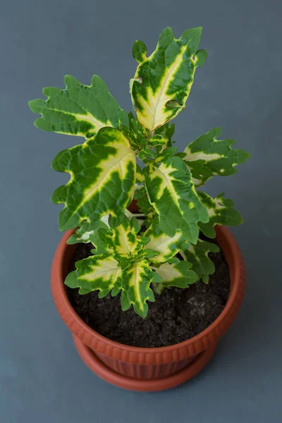 Indoor Flower Coleus Flowerpot Gray Background — Stock Photo, Image