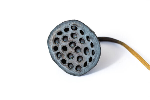 Dried Lotus Seed Pod, Lotus seed pot (lian zi) - The lotus seeds are used extensively in traditional Chinese medicine, desserts.