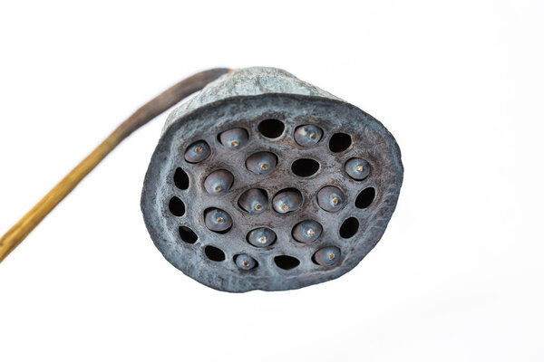 Dried Lotus Seed Pod, Lotus seed pot (lian zi) - The lotus seeds are used extensively in traditional Chinese medicine, desserts.