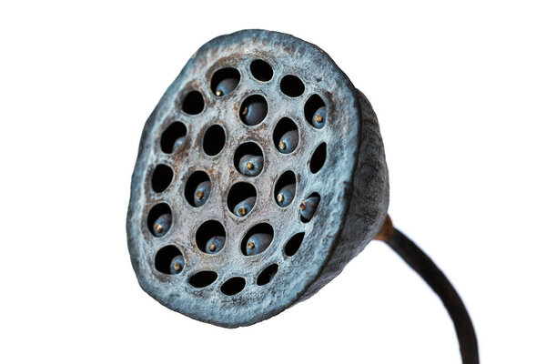 Dried Lotus Seed Pod, Lotus seed pot (lian zi) - The lotus seeds are used extensively in traditional Chinese medicine, desserts.