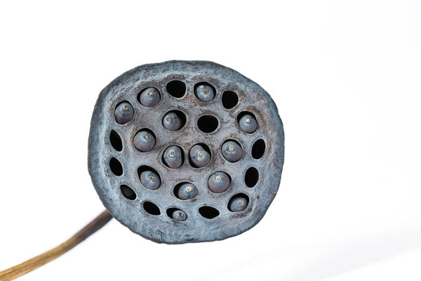 Dried Lotus Seed Pod, Lotus seed pot (lian zi) - The lotus seeds are used extensively in traditional Chinese medicine, desserts.