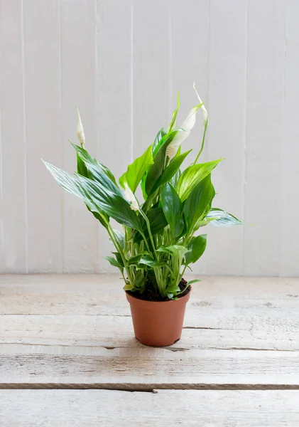 Spathiphyllum Flower White Wood Background Empty Place Space Text — Stock Photo, Image