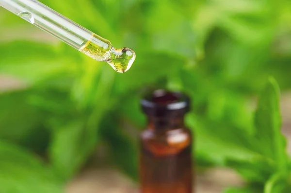 Mint oil dripping into bottle on blurred natural green background