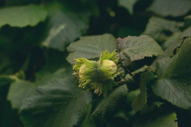 Yapraklı Bir Ağaçta Yeşil Fındık. Close. Yaz aylarında Ağaç, tonong