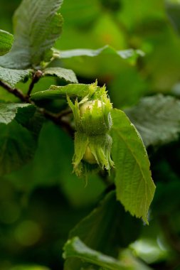 Bükülmüş bir ela ağacının dallarından sarkan bir fındık kümesinin makro görüntüsü. Close. Yaz aylarında Ağaç, Ağustos