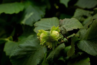 Yapraklı Bir Ağaçta Yeşil Fındık. Close. Yaz Aylarında Ağaç,