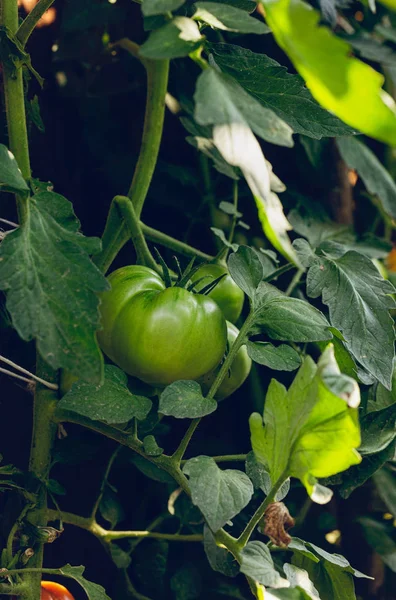 Los tomates verdes crecen en el arbusto en interior. Ecología, granja, natural —  Fotos de Stock