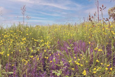 Bereketli yeşil çimenler, parlak sarı düğün çiçekleri ve açık mavi gökyüzünün altında mor lupinler içeren canlı yaban çiçeği çayırı, doğanın güzelliğini gözler önüne seriyor.