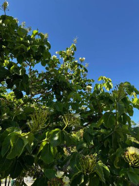 Dallar arasında çiçek açan küçük beyaz çiçeklerle dolu, yemyeşil yapraklarla kaplı canlı bir tropikal ağaç. Arka plandaki açık mavi gökyüzü yeşil ile güzel bir tezat oluşturuyor, tazelik ve sükunet hissi veriyor..