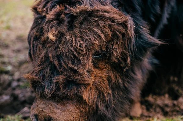 Vista Cerca Del Yak Mongol Peludo Salvaje Zoológico —  Fotos de Stock