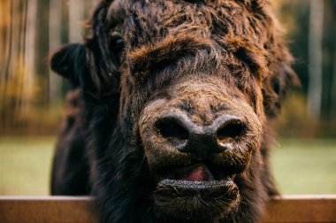 Hayvanat Bahçesi vahşi tüylü Moğol Tibet sığırı görünümünü kapat
