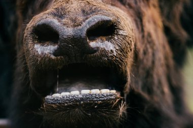 Hayvanat Bahçesi vahşi tüylü Moğol Tibet sığırı görünümünü kapat
