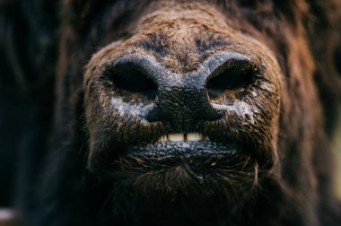 Hayvanat Bahçesi vahşi tüylü Moğol Tibet sığırı görünümünü kapat