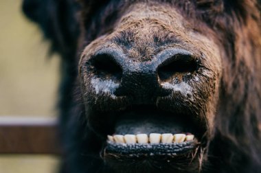 Hayvanat Bahçesi vahşi tüylü Moğol Tibet sığırı görünümünü kapat