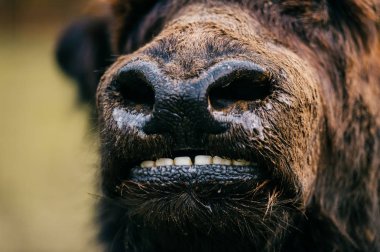 Hayvanat Bahçesi vahşi tüylü Moğol Tibet sığırı görünümünü kapat