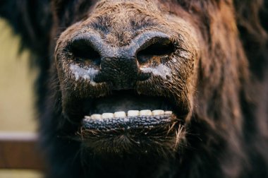 Hayvanat Bahçesi vahşi tüylü Moğol Tibet sığırı görünümünü kapat