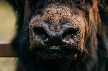 Hayvanat Bahçesi vahşi tüylü Moğol Tibet sığırı görünümünü kapat
