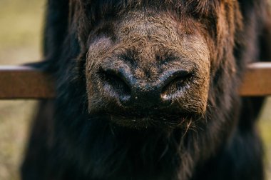 Hayvanat Bahçesi vahşi tüylü Moğol Tibet sığırı görünümünü kapat