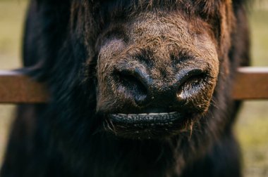 Hayvanat Bahçesi vahşi tüylü Moğol Tibet sığırı görünümünü kapat