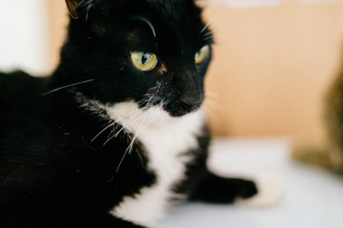 şirin kedi Resepsiyon Masa üzerinde dinlenme görünümünü kapat