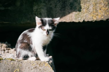 siyah ve beyaz evsiz kedi görünümünü kapat