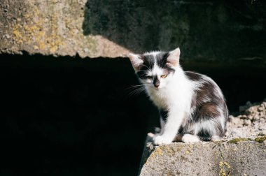 siyah ve beyaz evsiz kedi görünümünü kapat