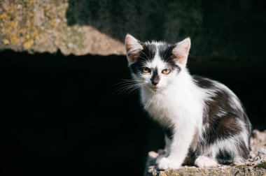 siyah ve beyaz evsiz kedi görünümünü kapat